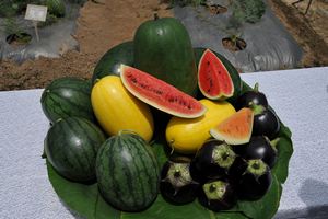 Organic watermelon and round eggplant